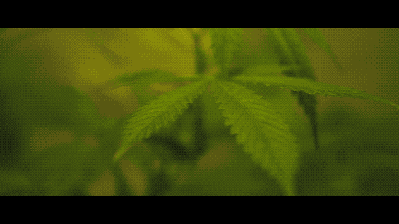 Cartel Madras direct and star in the official video for “DRIFT,” their